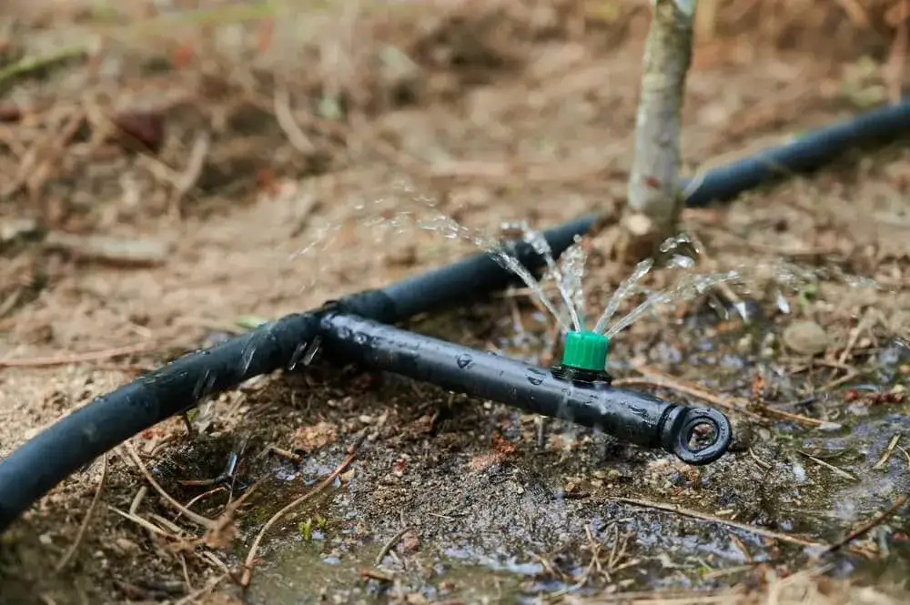 Zdjęcie Nawadnianie kropelkowe czy zraszacze? Wybierz idealny system do ogrodu
